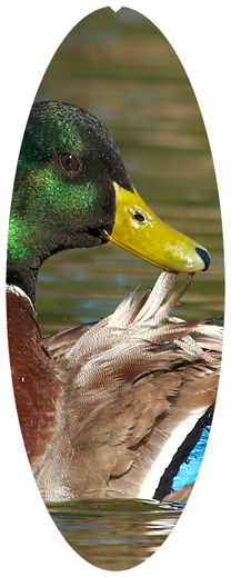 DNSA18-308 Duck Mallard